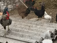 Chickens — акс 4