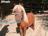 Άλογο, Shetland Pony — φωτογραφία 1