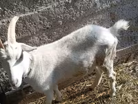 Kambing betina, Saanen goat — foto 6
