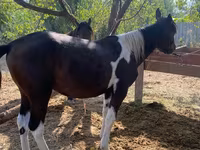 Hingst, French Trotter — foto 2