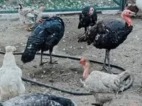 Turkeys — عکس 3