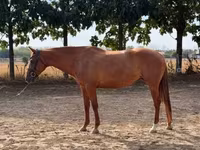 Kuda betina, Kisber felver — foto 1