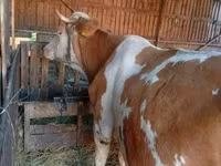 Lembu betina, Simmental cattle — foto 2