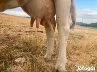 Krava, Simmental cattle — foto 5