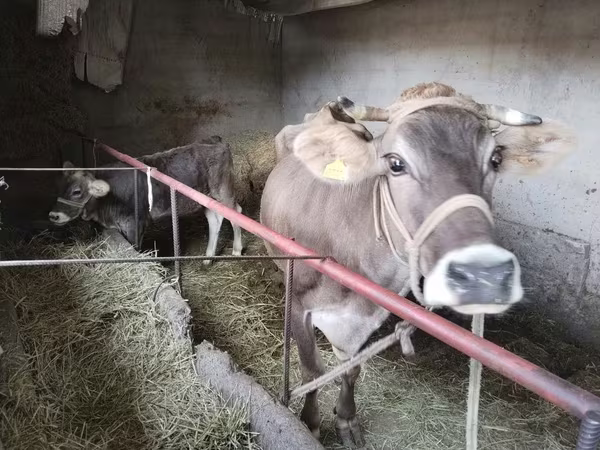 Lembu betina, Alatau breed