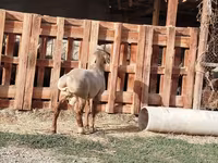 แกะตัวผู้, Rhon sheep — รูปภาพ 7