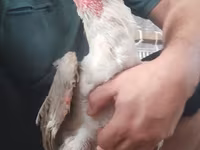 Chickens — புகைப்படம் 6