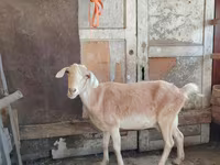Koza, Saanen goat — zdjęcie 6