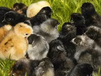 Chickens — ფოტო 3