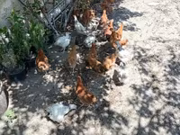 Chickens — foto 5
