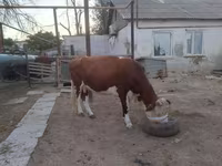 گاو ماده, Latvian Blue cattle — عکس 5