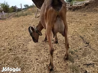 Kozel, Alpine goat — foto 2