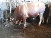 Ցուլ, Simmental cattle — լուսանկար 2