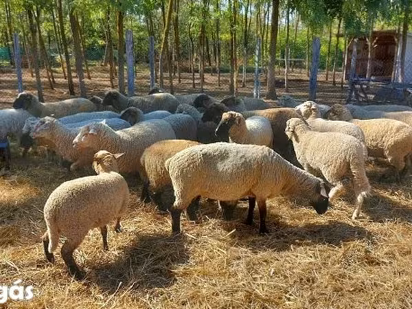 میش, گوسفند