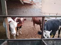 گاو و گوساله (گروه، جنسیت مشخص نشده), Simmental cattle — عکس 6