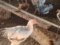 Chickens — ፎቶ 7