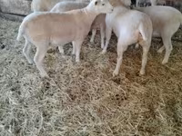 Owca, Ile-de-France sheep — zdjęcie 2