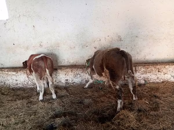 Tyre, Simmental cattle