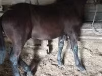घोड़ा, Nonius horse — फ़ोटो 3