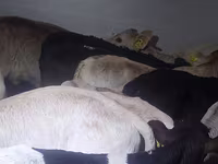 گاو نر, Simmental cattle — عکس 7