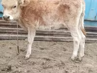 Lo’, Simmental cattle — sawirka 5