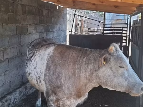 گاو ماده, بلژیکی آبی