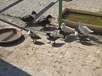 Ducks — photo 2
