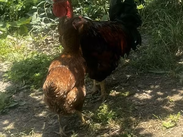 Chickens — Kyrgyzstan