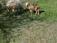 Montone, Pecore — foto 2