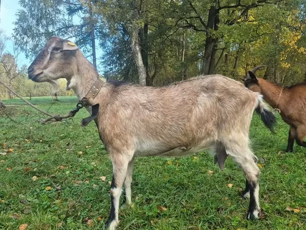 Ямаа, Alpine goat