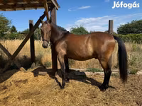Kůň, Lipizzaner — foto 6