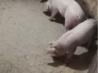 母猪, Pigs — 照片 1