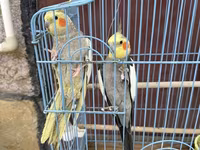 Nimfa (Cockatiel) cütlüyü + qəfəs - Növ: Nimfa papağanı (Cockatiel) — عکس 2