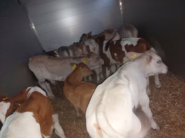Бик, Simmental cattle