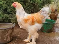 Brahma — zdjęcie 3