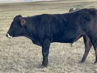 Toro, Ganado vacuno — foto 2