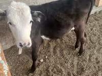 Býk, Latvian Blue cattle — foto 1