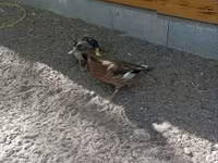 Ducks — 사진 4