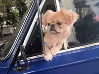 Cins: Pekinges (Pekingese) Rəng: açıq qəhvəyi/qızılı Cinsiyyəti: erkək — عکس 2