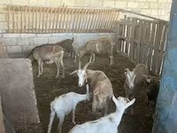 Cabras (lote, sexo não especificado), Alpine goat — foto 6