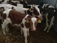 Skot (série, pohlaví neuvedeno), Simmental cattle — foto 4
