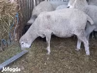 숫양, White Suffolk sheep — 사진 3