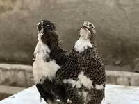 King-vagtel — foto 2