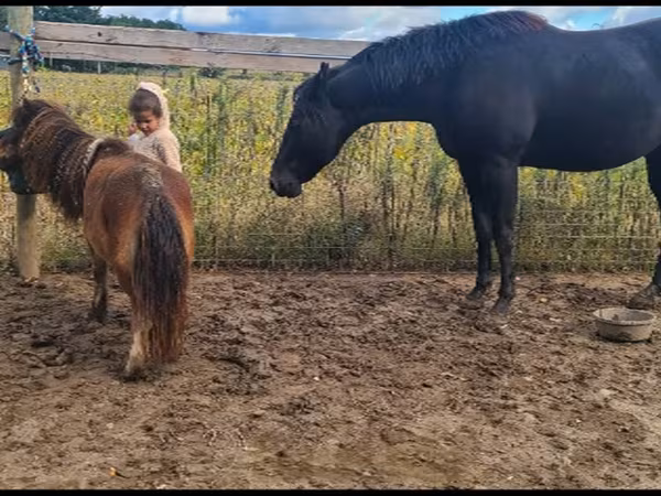 암말, Appaloosa