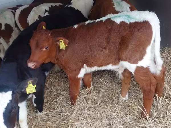 گاو نر, Simmental cattle