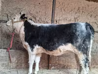 Cow, Cattle — photo 3