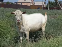 Koza, Saanen goat — fotografija 1