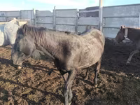 Kuda betina, Horses — foto 2