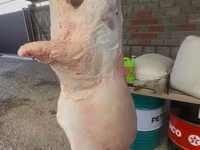 قوچ, Merino sheep — عکس 3