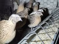 Quails — zdjęcie 4